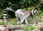 動物図鑑・ワオキツネザルの写真 10